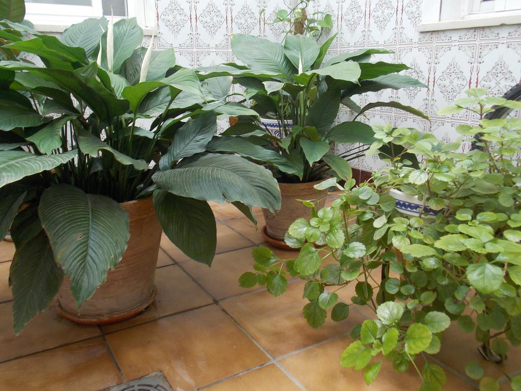 Pension La Palma Эль-Пуэрто-де-Санта-Мария Экстерьер фото